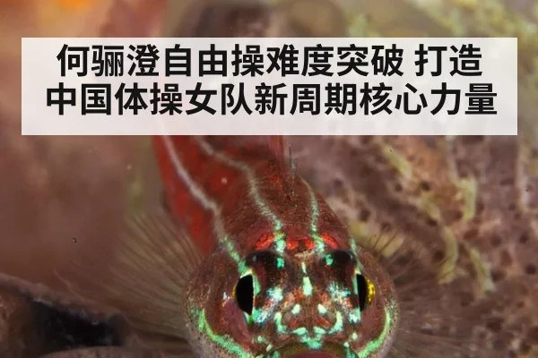 何骊澄自由操难度突破 打造中国体操女队新周期核心力量